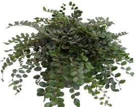 Button Fern - Pellaea rotundifolia - 4” Pot - living room - houseplant  - £34.09 GBP