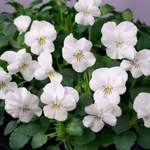 Jstore USA 50 Seeds Viola Cornuta White Perfection Fast Shipping - £5.82 GBP