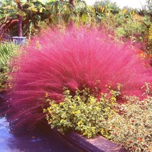 Fresh New 40 Pink Muhly Grass Cotton Candy Grass Muhlenbergia Capillaris Native  - £12.91 GBP