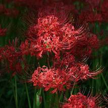 Lycoris Species of Fresh Bulbs Garden Plants Potted, 10 PCS SEEDS D - £13.78 GBP