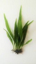 SEPTH *Buy 2 Get 1 Free* Java Fern Microsorum Pteropus Easy Live Aquarium Plant  - $11.99