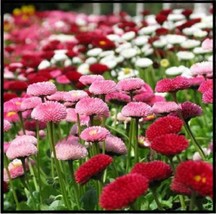 100 Seeds Mixed Colors English Daisy Bellis Perennis Flower  - $9.68