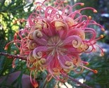 Passion Bee Flowers Easy To Grow Floral Garden 25 Seeds - $6.25
