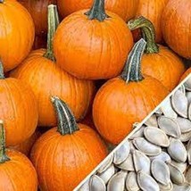 Small Sugar Pie Pumpkin - , Organic, Heirloom Seed - Most Popular And Mo... - $8.98