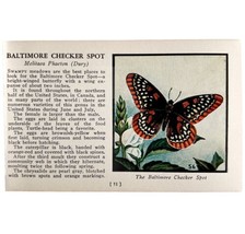 Baltimore Checker Spot Butterfly 1934 Butterflies Of America Insect Art ... - $19.99