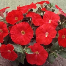 Petunia Seeds 100 Pelleted Petunia Trilogy Scarlet Seeds Variety Gardening USA S - £48.50 GBP