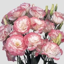 USA SELLER Mpb#4 Lisianthus Seeds Mariachi Pink Picotee 25 Pelleted Seeds Flower - $20.27