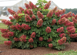 1 Pc 4&quot; Pot Dark Red Hydrangea Flowers, Perennial Hydrangea Live Plant | RK - £55.26 GBP