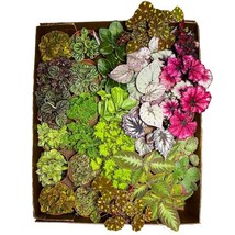 BubbleBlooms Harmony&#39;s Sample Box Full Case 30 4-inch Bulk Begonia, Epis... - $55.88