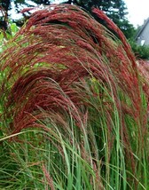 Gun-el 50 Eragrostis Ruby Silk Ornamental Grass Perennial Thrives In Poor Soils - £7.47 GBP