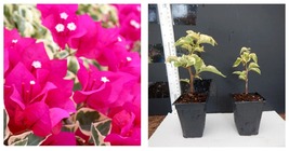 starter/plug Plant Well Rooted Raspberry Ice Live Variegated Bougainvillea Plant - £35.39 GBP