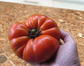 Katja Tomato Seed- Heirloom Early Large Pinkish Beefsteak 60 Day Semi-Determinat - £2.76 GBP+