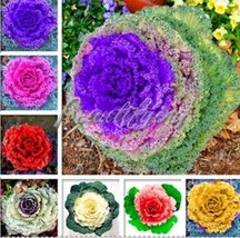 200 Pcs Mixed Brassica Oleracea Mixed Kale Flowering Cabbage White Red Purple Co - £10.00 GBP