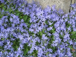 OKB 50 Adriatic Bellflower Seeds - Campanula Garganica - Starry Blue Gro... - £10.23 GBP