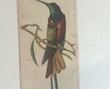 Ariossa Coffee Victorian Trade Card Bird In A Tree VTC 5 - £3.88 GBP
