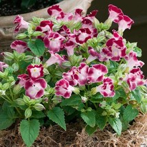 Fresh Seeds Torenia Fournieri Burgundy Wishbone Flower Seeds 100 Seeds - $19.98