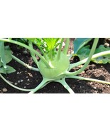MBK 35 Cocagne Bush Bean Seeds Fast Ship - $12.98