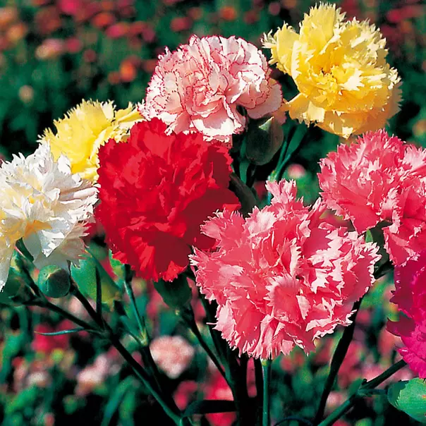 Chabaud Mix Carnation 50 Seeds  - £4.54 GBP