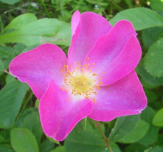5 Pc Seeds Rosa Rugosa Rubra Flower, Red Japanese Rose Seeds for Plantin... - $25.20