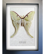Real North American Moon Moth Actias Luna Taxidermy Framed Entomology Sh... - $107.29 CAD