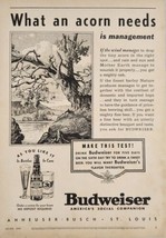 1937 Print Ad Budweiser Beer Acorns Drop from Tree Anheuser-Busch St Louis,MO - £16.06 GBP