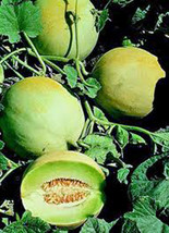 Honey Dew Mellon Honey Dew Green Sweet 25 Seeds Fresh Seeds Gardening - $41.49 MXN