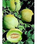 Honey Dew Mellon Honey Dew Green Sweet 25 Seeds Fresh Seeds Gardening - €1,89 EUR
