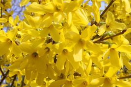 20 Weeping Forsythia Forsythia suspensa Perennial seeds  - £6.06 GBP