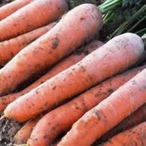 Carrot, Scarlet Nantes, Heirloom, Organic 50+ Seeds, Tasty Carrot For Snacks - £1.78 GBP