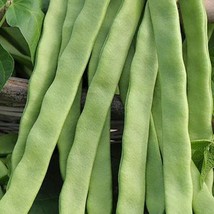 20 Romano 14 Bush Bean Seeds New Fresh Seeds USA - £10.77 GBP