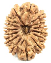 Super Collector Size 15 Face Rudraksha - Nepal - 32 .11 mm  - Lab Certified - $1,316.70