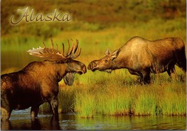 Moose Largest Member of the Deer Family Alaska Postcard PC576 - £3.90 GBP