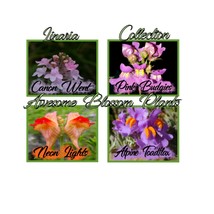 Fresh USA Seller Pick A 4 Pack Of Linaria Seed - $21.98