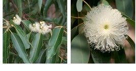 Live Plant - Rose Eucalyptus - Eucalyptus grandis - Rose Gum Eucalyptus - £26.27 GBP