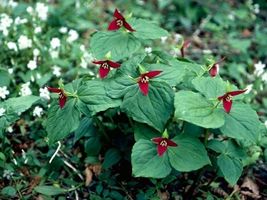 10 Red Trillium bulbs Wood Lily   image 5