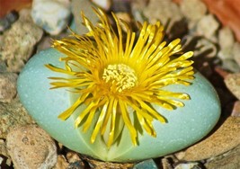 ARGYRODERMA CONGREGATUM rare mesemb exotic succulent cactus seed stones ... - $8.99