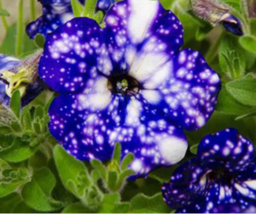 200PCS Starry Sky Petunia Seeds - $11.02