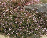 Pinkhead Smartweed (Polygonum Capitatum) 50 NON GMO Seeds - £5.36 GBP