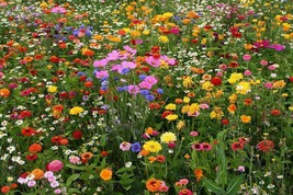 Deer Resistant Wildflower Seed Mix, 1 OZ, 13 Species, FREE SHIPPING - £6.87 GBP