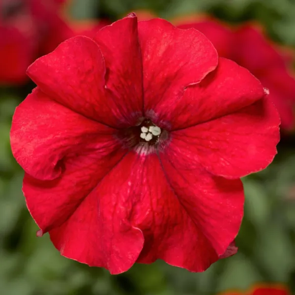 Petunia Seeds Duvet Red 50 Pelleted Seeds Garden USA Seller - £8.28 GBP