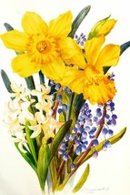 Flowers  Daffodils Postcard Art Postcrossing printed in Russia - £4.67 GBP