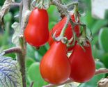60 Red Pear Tomato Seeds NON GMO FRESH - $6.00