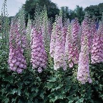 50 Million Dollar Blush Delphinium Seeds Perennial Flower Garden Seed Flowers - £6.31 GBP