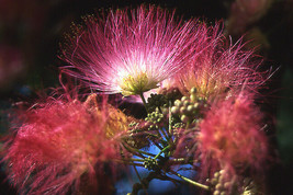 BPA 25 Seeds Mimosa Tree Eh Wilson Hummingbird Pink Flower Albizia Julibrissin R - £7.79 GBP