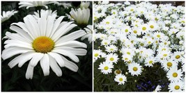 Daisy May Shasta Daisy - Leucanthemum - Live Plant -Gallon Pot - £52.58 GBP