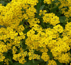 Alyssum Seeds 200+Basket Of Gold Yellow Flower Garden Annual - $167.95 MXN