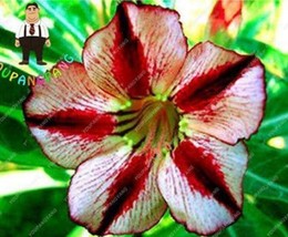 New Fresh 2Pcs Desert Rose Adenium Seeds White Red Black Colorful Flowers 1 Laye - £4.06 GBP