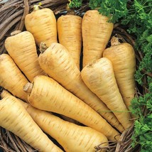 Parsnip Seeds 200 All American Vegetable Non-Gmoseller Fresh Garden Usa Seller - £7.80 GBP