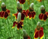 Mexican Hat Seeds 200 Seeds Fast Shipping - $7.99