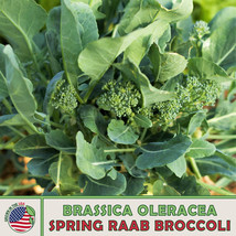 100 Spring Raab Broccoli Seeds Brassica Oleracea Rapini Fresh Fast Shipping - $149.41 MXN